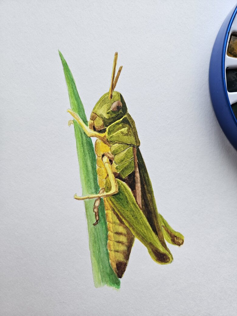 Original Grasshopper Art | A4 Watercolor Painting