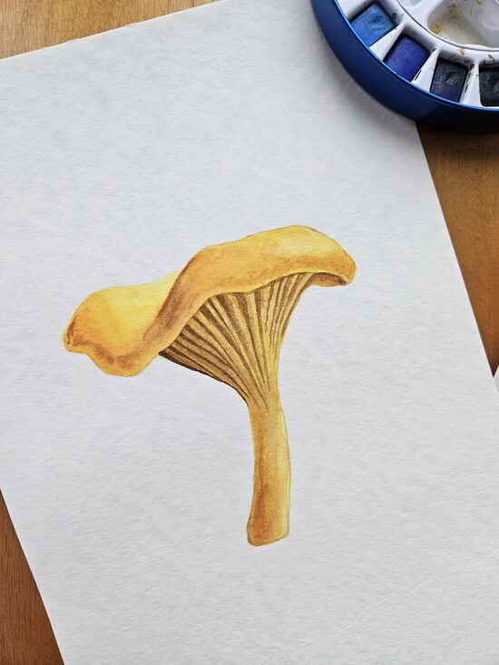 Original Chanterelle Art | A4 Watercolor Painting